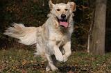 GOLDEN RETRIEVER 821